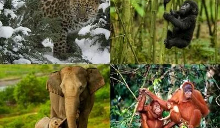 Xử lý triệt để hành vi buôn bán trái phép động vật hoang dã