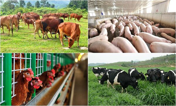 Bị phạt đến 200 triệu đồng nếu vi phạm hành chính về chăn nuôi