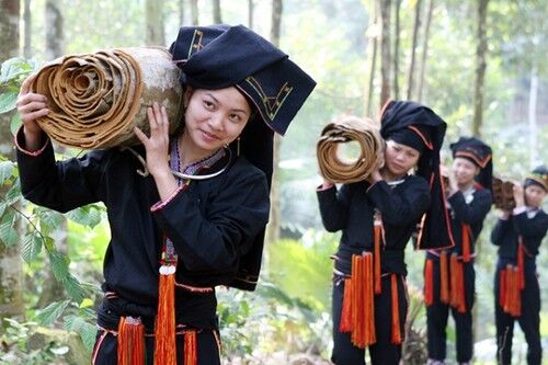 Phát triển đa dạng các sản phẩm từ Quế (Văn Yên - Yên Bái)