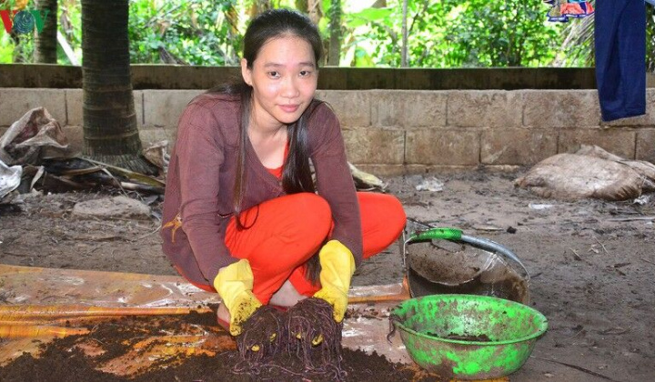 Đồng bằng sông Cửu Long: khởi nghiệp từ nuôi trùn quế