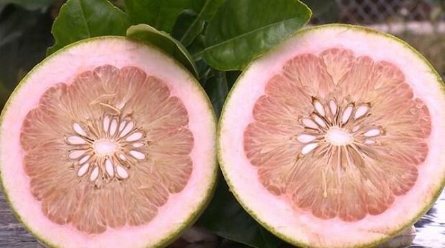 Xây dựng thương hiệu bưởi da xanh Mai Sơn - Sơn La