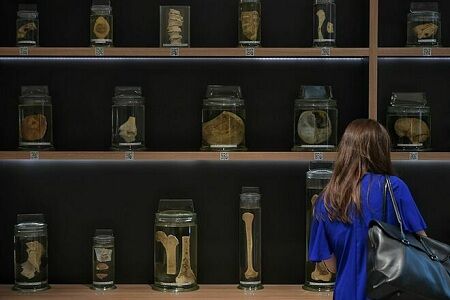 Singapore lập ngân hàng não