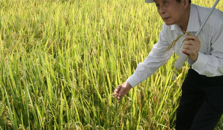 Giống lúa thuần mới HDT10: Bội thu của nhà nông