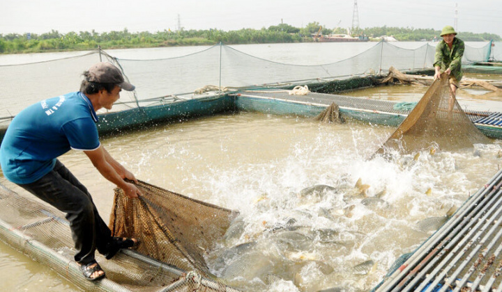 Toàn tỉnh Bắc Ninh có 1.990 lồng nuôi cá trên sông