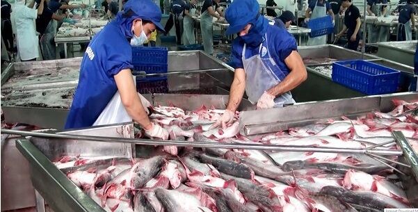 Cá da trơn Việt Nam được hoan nghênh tại thị trường Mỹ