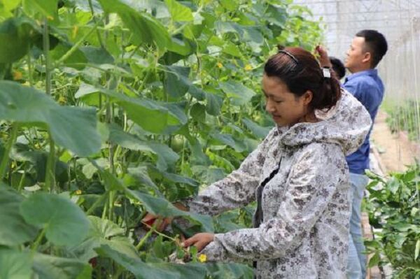 Bắc Ninh: Hỗ trợ người  dân trong xây dựng các mô hình phát triển kinh tế