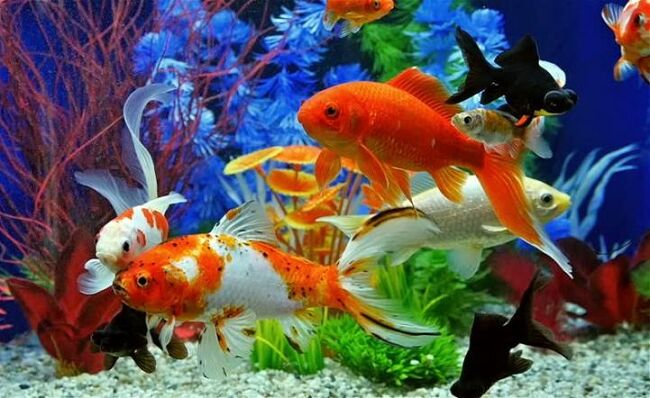 Đầu tư, hỗ trợ mở rộng thị trường xuất khẩu cá cảnh