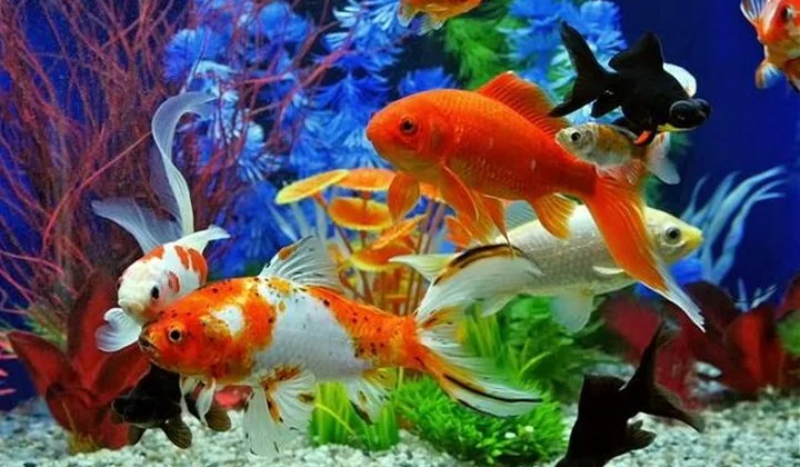 Đầu tư, hỗ trợ mở rộng thị trường xuất khẩu cá cảnh