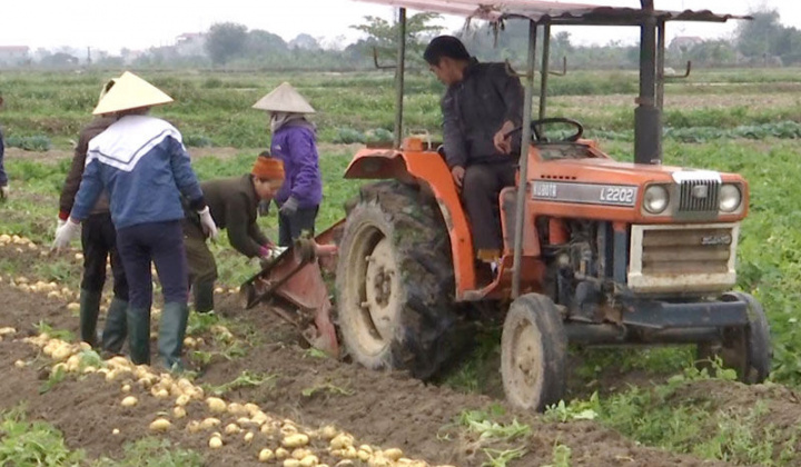 Quế Võ, Bắc Ninh phát huy thế mạnh trong sản xuất vụ đông