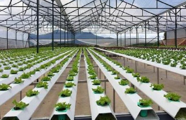 Tiêu chí xác định dự án ứng dụng công nghệ cao trong nông nghiệp