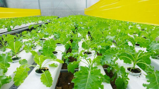 Số doanh nghiệp đầu tư vào nông nghiệp tăng cao