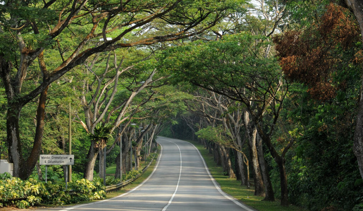 Đô thị xanh của các nước: Mang cây từ rừng ra phố