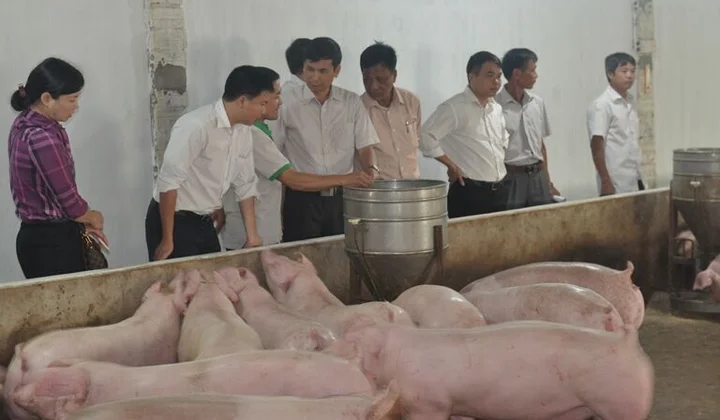 Chuyển giao khoa học kỹ thuật cho nông dân tại TX .Từ Sơn, Bắc Ninh