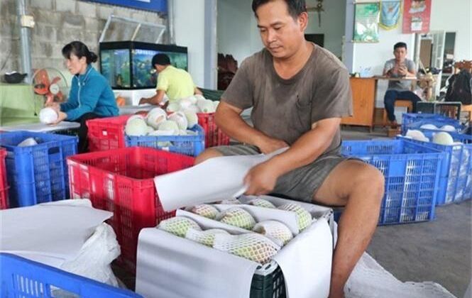 Tháo gỡ khó khăn xuất khẩu xoài Úc sang Trung Quốc tại Khánh Hòa