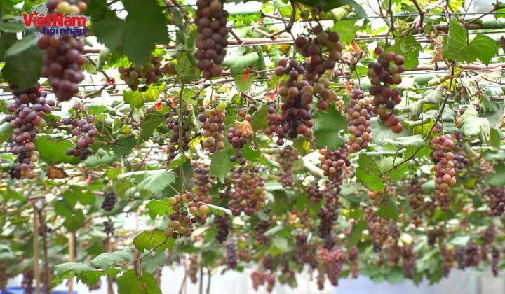 Tự hào thương hiệu nông sản sạch Đồng Tâm 3