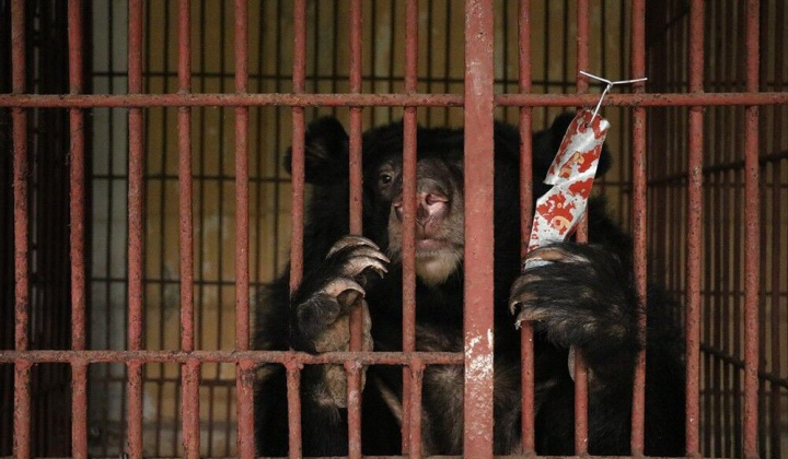 Hà Nội: Trên 5.000 người dân kêu gọi chấm dứt tình trạng nuôi nhốt gấu 