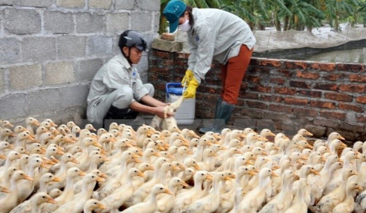 Kế hoạch quốc gia phòng, chống bệnh Cúm gia cầm