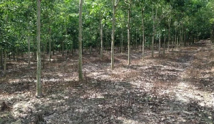 Khởi tố bốn cán bộ cấp đất trái quy định cho người nhà cán bộ huyện