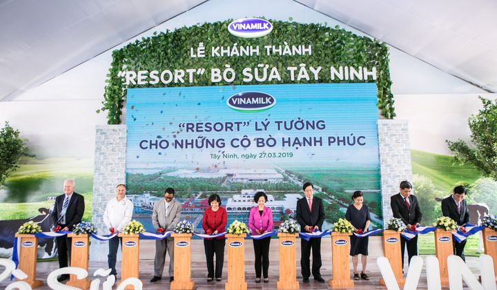 "Resort" bò sữa Vinamik Tây Ninh - Ngôi nhà lý tưởng của những "cô bò" hạnh phúc