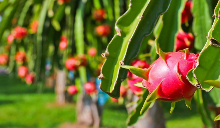 Mở đường “xuất ngoại” cho nông sản Việt