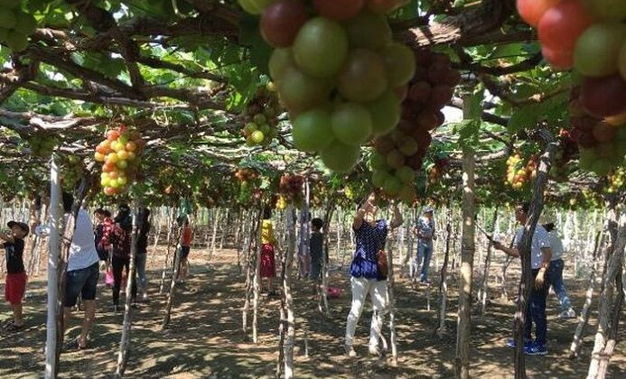 Làng nho Phước Thuận – Điểm đến của du khách trong dịp Lễ hội Nho và Vang Ninh Thuận 2019