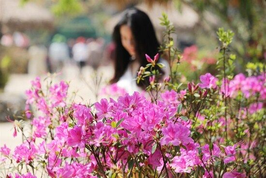 Đây mới là thời điểm đẹp nhất để lên Tây Bắc ngắm đỗ quyên bung nở