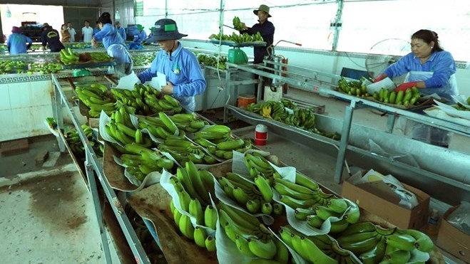 Vietnam, Netherlands agree to enhance agricultural partnership