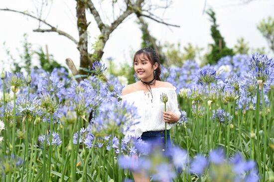 Đỗ quyên trăm tuổi đã bung nở thắm đỉnh núi Fansipan