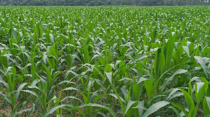 HTX Nông nghiệp dịch vụ Thiệu Hợp đòn bẩy phát triển kinh tế tập thể