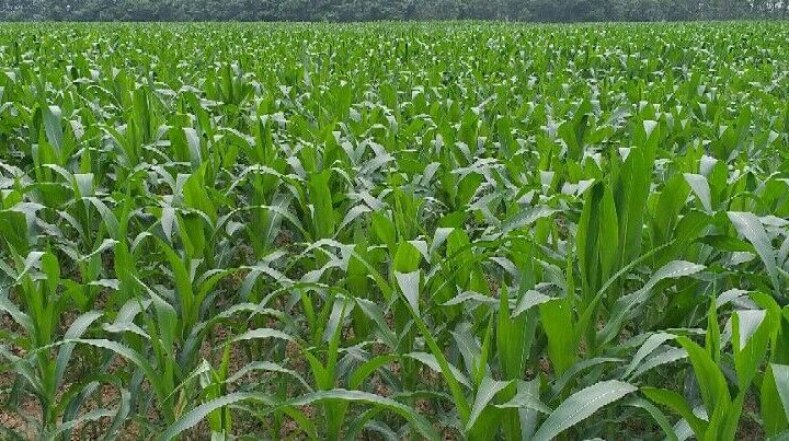 HTX Nông nghiệp dịch vụ Thiệu Hợp đòn bẩy phát triển kinh tế tập thể