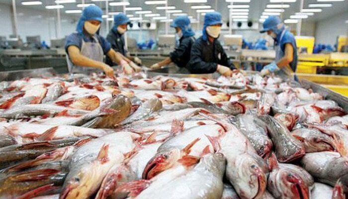 Giữ vững vị thế sản phẩm xuất khẩu chủ lực cho cá tra Việt Nam