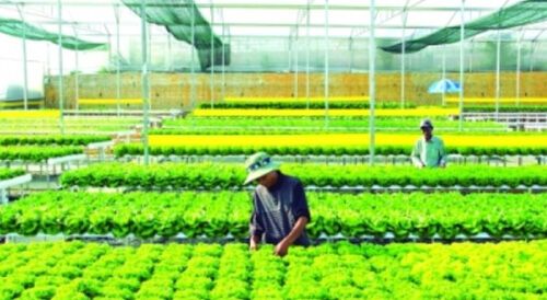 Agribank: Mắt xích quan trọng trong chuỗi liên kết kinh tế tư nhân