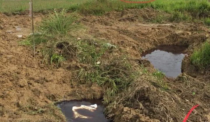 Hậu Lộc: Xã tiêu hủy lợn - Dân không dám dùng nước sạch