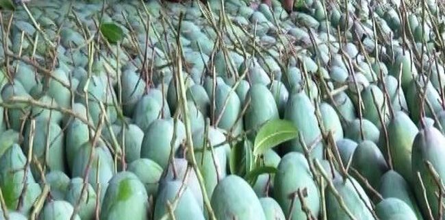 Xoài Sơn La chính thức xuất ngoại