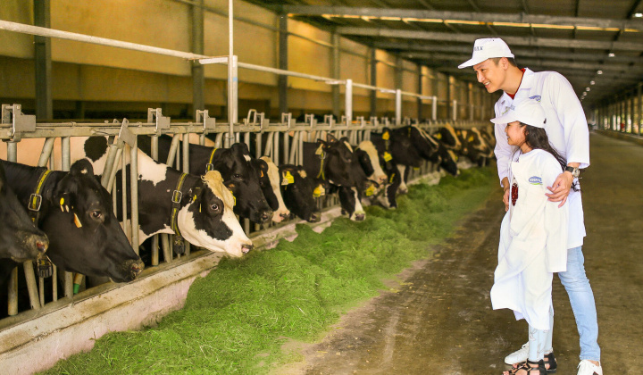 Nghìn cô bò hạnh phúc hôm nay, triệu ly sữa học đường tươi ngon ngày mai