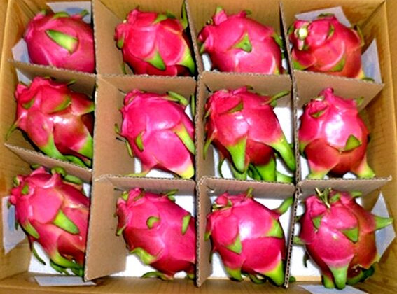 New Zealand hỗ trợ xây dựng chuỗi giá trị trái thanh long xuất khẩu