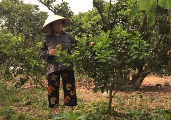 Hải Dương: Gian nan gìn giữ điệu hát Sọong cô
