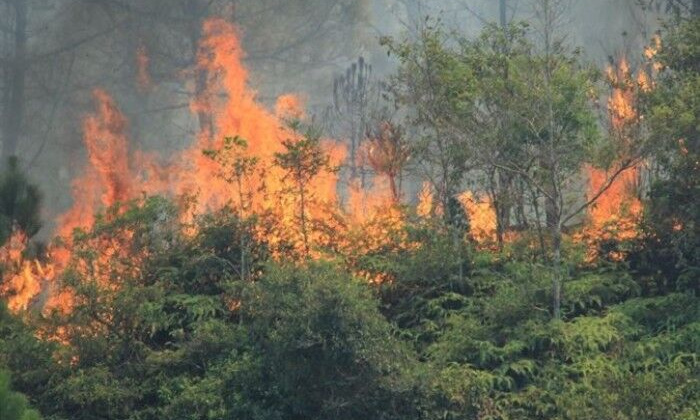 Khởi tố đối tượng gây cháy rừng ở Hà Tĩnh