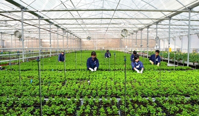 Thúc đẩy doanh nghiệp đầu tư vào nông nghiệp