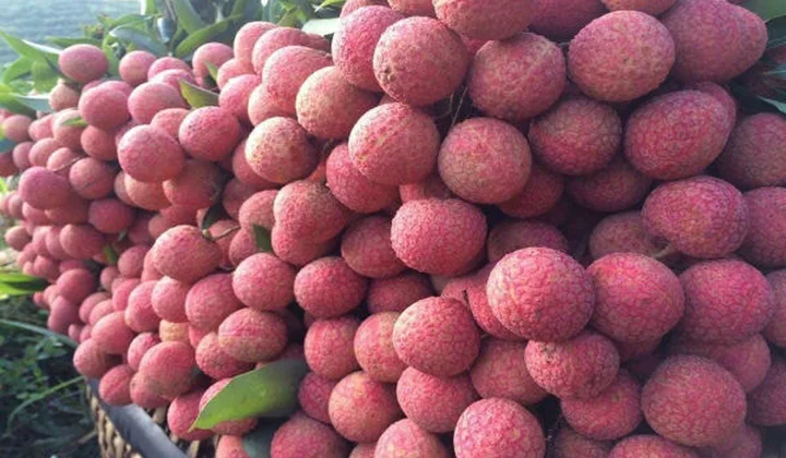 Bắc Giang thu về hơn 6.300 tỷ đồng từ quả vải thiều