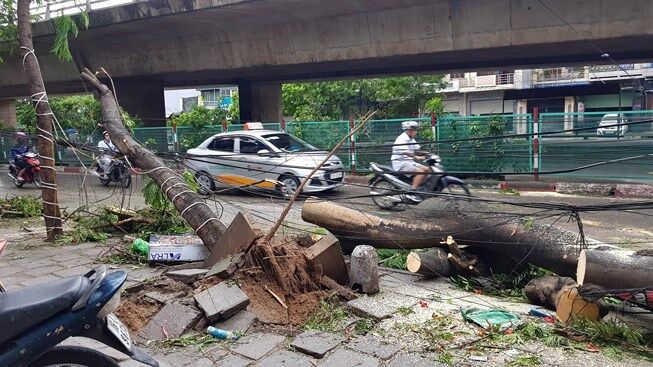 Hải Phòng: Thu gom cây đổ, rác thải và tiêu thoát nước sau cơn bão số 2