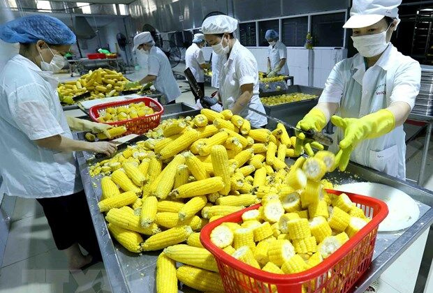 Từ 1/9 Ủy ban Châu Âu (EU) sẽ kiểm tra chặt chẽ với nhiều loại nông sản của Việt Nam