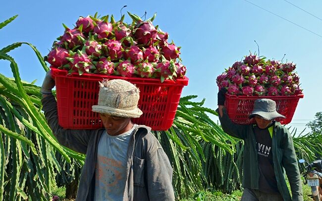 Xây dựng chỉ dẫn địa lý cho nông sản