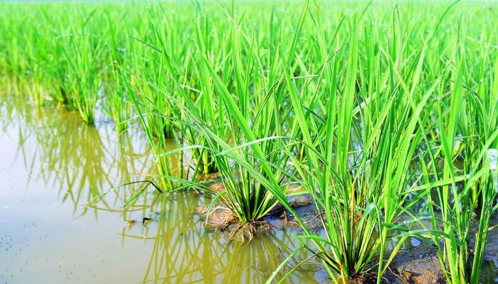 Giải pháp công nghệ nâng tầm lúa gạo Việt Nam