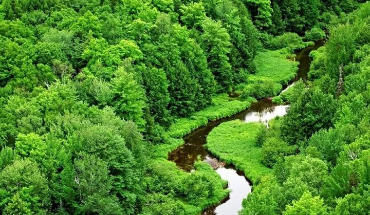 Khai thác  rừng đặc dụng, phòng hộ có tiềm năng