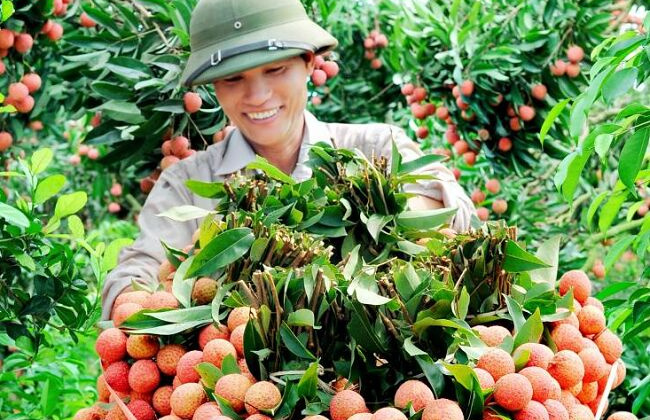 Cánh cửa mới cho vải thiều Việt Nam