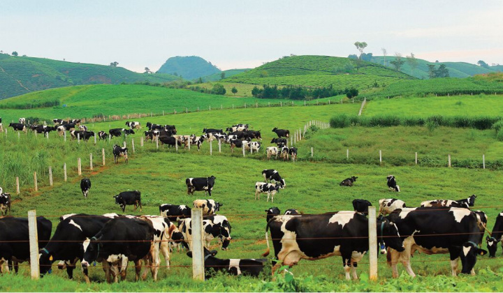 Vinamilk & Mộc Châu Milk: "Cái bắt tay" mở ra chương trình mới cho Ngành chăn nuôi bò sữa Việt Nam