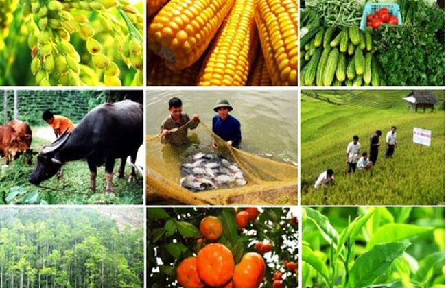 Liên kết sản xuất gắn với tiêu thụ nông sản