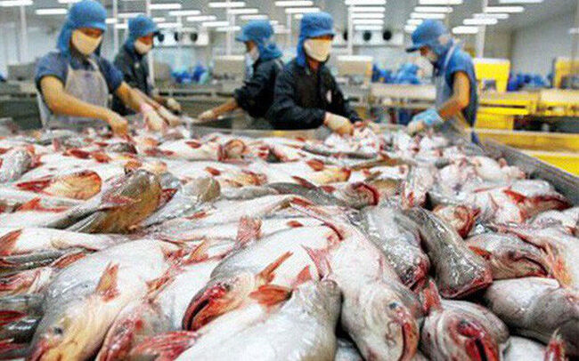Những tín hiệu tích cực cho thị trường xuất khẩu cá tra tại Việt Nam