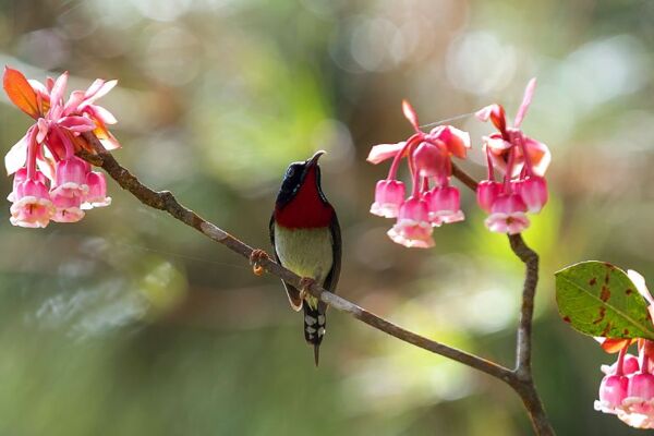 Chiêm ngưỡng hoa đào chuông độc đáo trên đỉnh Bà Nà